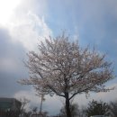 구미봉곡도서관앞 햇살맞는 벚꽃 이미지