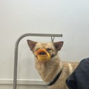 강아지 미용실 이미지