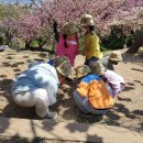 수요나들이-민주공원 겹벚꽃 이미지