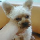 레몬PC방 이미지