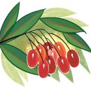 에브라임 이미지