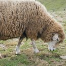 양평목장 이미지