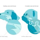 닥터펫 동물의료센터 이미지