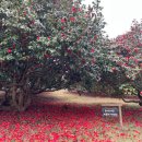 봄날서울요양원노동조합 | 봄꽃에 취하고 바다 맛에 매혹된다...충남 봄으로의 초대