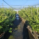 [블루베리키우기 A to Z] 폭염맞이 블루베리 군살빼기 이미지