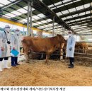 양일농장(한우) 네이버블로그
