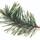 솔잎 효능 부작용 솔잎차 효능 이미지