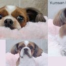 어화둥둥 내강아지 이미지