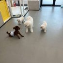 리츠펫(송도점) 이미지