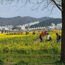 이번 주말 절정 유채꽃 벗꽃 봄나들이 다녀오세요(대저생태공원, 삼락생태공원,황산공원) 이미지