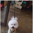 행복한 애견 미용 이미지