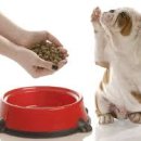 탤런트 독 스쿨 이미지