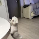 엄댕샵 이미지