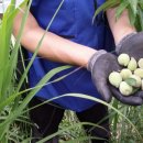 제명이 농장 이미지