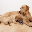 우성동물병원 이미지