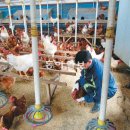 베틀농장 이미지