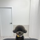 댕스티니 이미지