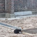 지에스25 청량리시조사점 | 눈 오던 출근길과 고양이, 운동으로 채운 일주일 기록. 거기에 첫 두쫀쿠까지