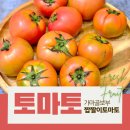 부산 대저 짭짤이토마토 추천 토마토 택배 직거래 가마골보부