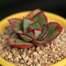 테크노초등학교 앞 이미지