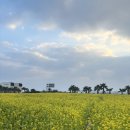 산방산애뜰 | 산방산 유채꽃밭 개화 시기,주차,입장료,숙소 추천 &#39;산방산 애뜰&#39;