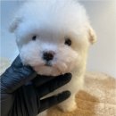 청주 강아지 분양 리몽드 퍼피 켄넬 이미지