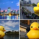 대왕오리 이미지