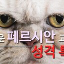 페르시안