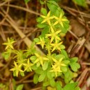 돌나물 종류 이미지