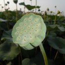 연꽃이야기