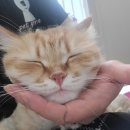 누리애견미용 이미지