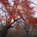 유명풍천장어 이미지