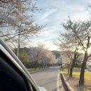 양구 벚꽃 드라이브 벚꽃 여행 추천 2탄! (벚꽃 사진 스팟, 양구농사꾼, 테니스경기장, 인문학캠핑장)
