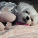 파르레시아