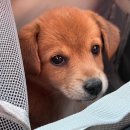 신공항동물병원 이미지