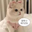 캐슬 | 의정부예식장 아일랜드캐슬 웨딩홀 계약 후기