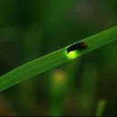 반딧불이 이미지