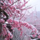 봄날오다 이미지