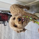 진북동물병원 이미지