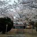 4월 첫 휴무일!! 벚꽃구경~♬ 이미지