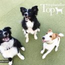 Tophandler 이미지