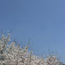 삼동소바화성융건릉점 이미지