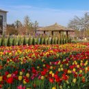 경기도 당일치기 4월 꽃구경 무료 튤립 만개한 평택시농업생태원