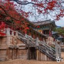 노비오스 이미지