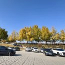 은행나무길(경제진흥원앞) 이미지