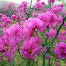 진달래노래방 이미지