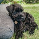 안녕펫(물어보개) 이미지