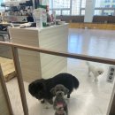 레스트윗 이미지