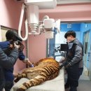 신축호랑이사 파이낸셜뉴스