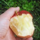 풀잎농장 이미지